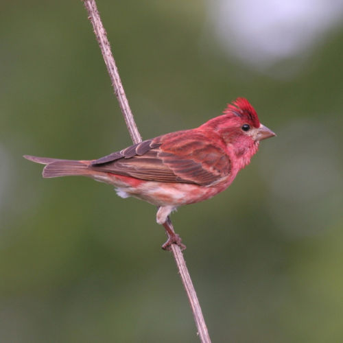 Purple Finch