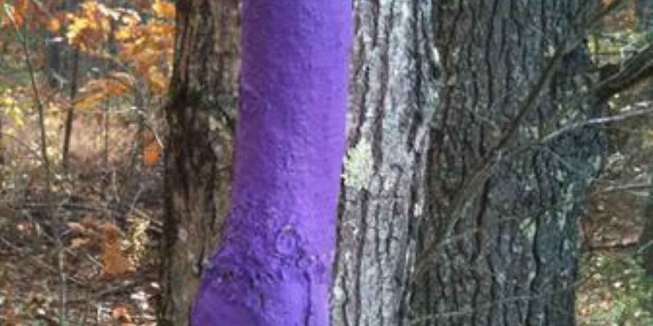 purple pain on tree