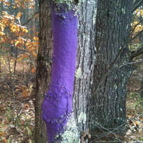 purple paint tree