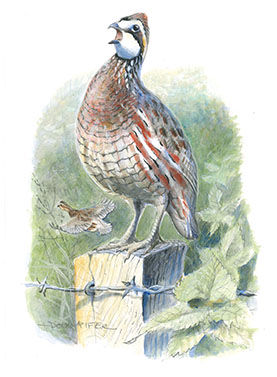 quail