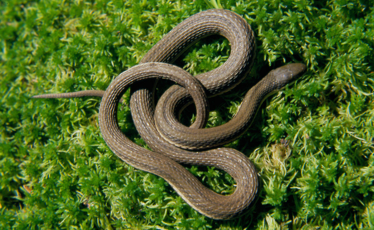Close up of a tan-colored Queensnake with yellow stripe accents on the lower side of the body and belly.