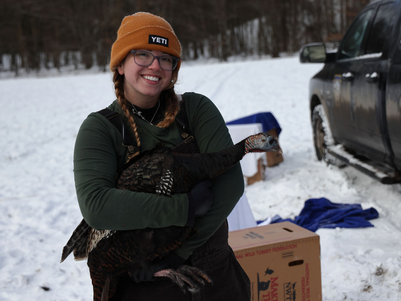 tree swallows on a stump with the wildlife on wifi logo