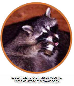 Rabies racoon