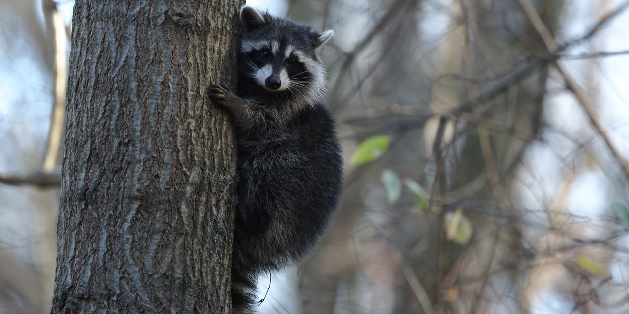 racoon in tree