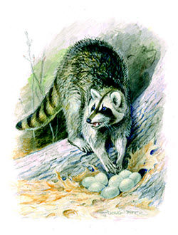 raccoon