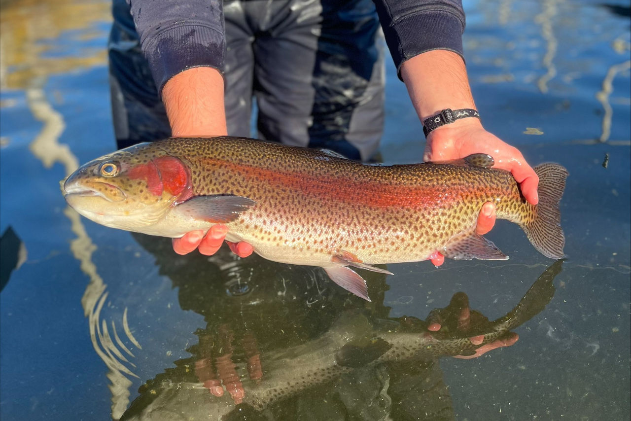 a-person-holding-a-rainbow-trout