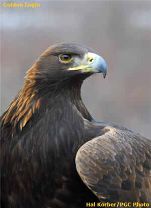 Golden Eagle