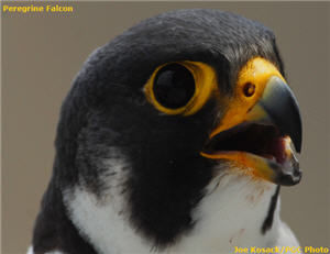 Peregrine Falcon