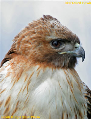 Red-tailed Hawk