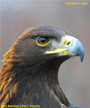 Golden Eagle