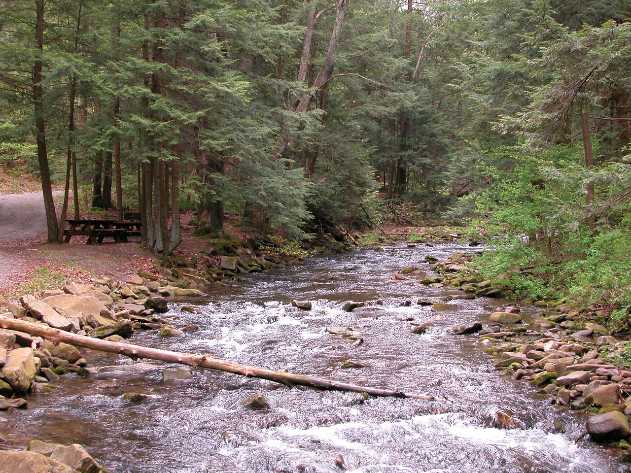 A serene stream with riffles flowing through an evergreen forest