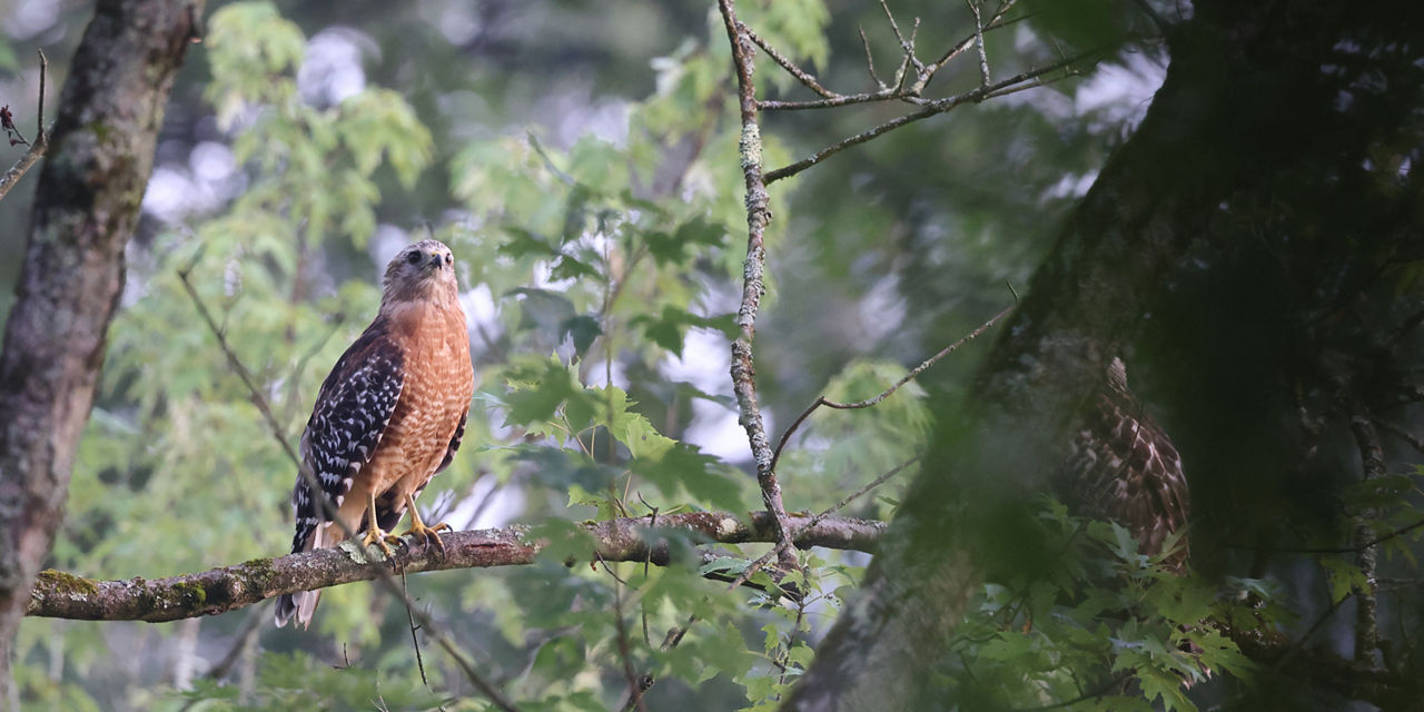 red shouldered hawk