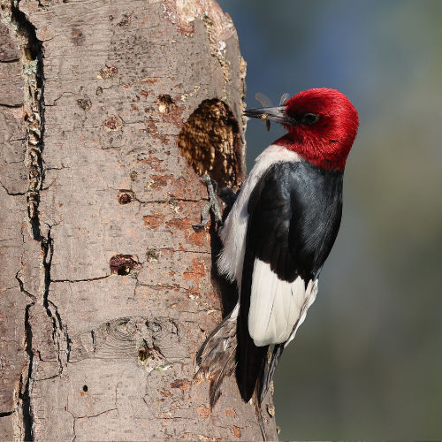 red headed woodpecker