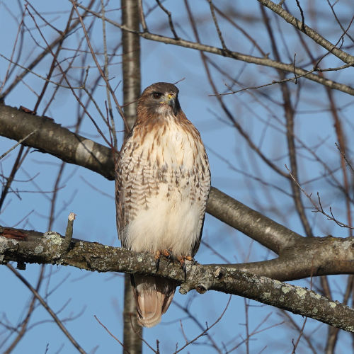 Northern Harrier