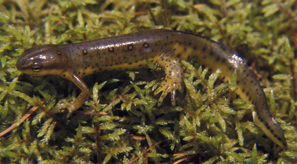 Close up of a Red-Spotted Newt with row of black-bordered, round red spots on either side of the back and the belly is yellow during this sub-adult stage.