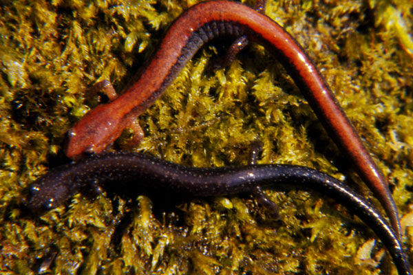 Close up of two Eastern Red-Backed Salamanders next to each other. One is orange and one is a dark pink color.  They are long and slender with coastal grooves on sides. 