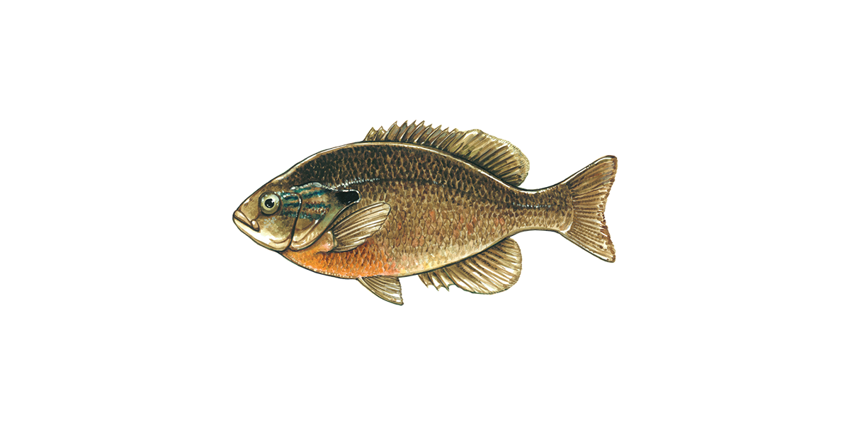 Illustration of a Redbreast Sunfish