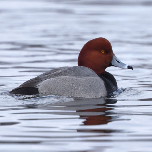 redhead