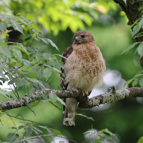 Northern Harrier