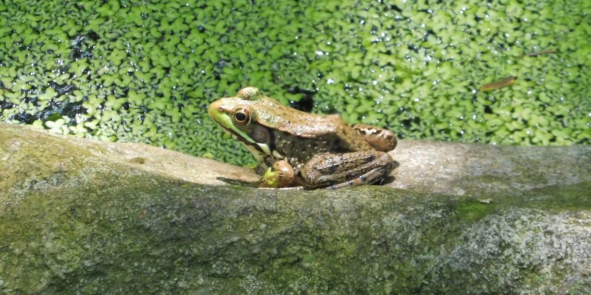 Frog sitting on rock 