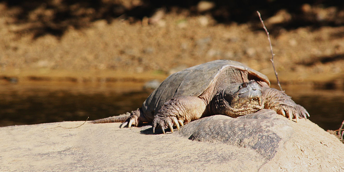 A large snapping turtle basking on a rock in the middle of a stream.