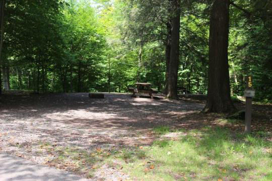 A gravel, accessible path meanders through a tranquil forest with bare trees and fallen leaves. A picnic table, designed for easy access, is visible in the background, inviting visitors to enjoy a meal in nature. 