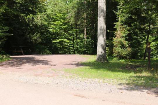 A gravel, accessible path meanders through a tranquil forest with bare trees and fallen leaves. A picnic table, designed for easy access, is visible in the background, inviting visitors to enjoy a meal in nature. 