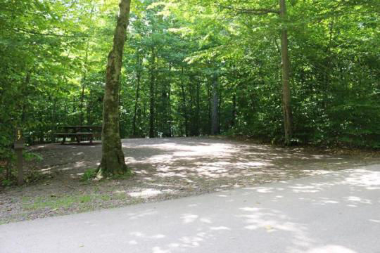 A gravel, accessible path meanders through a tranquil forest with bare trees and fallen leaves. A picnic table, designed for easy access, is visible in the background, inviting visitors to enjoy a meal in nature. 