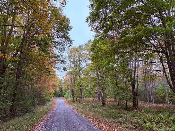 Gravel road stretching through a forest lined with early fall foliage; trees display a mix of green, yellow, and light orange leaves under a soft, overcast sky.