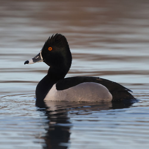 ring-necked duck