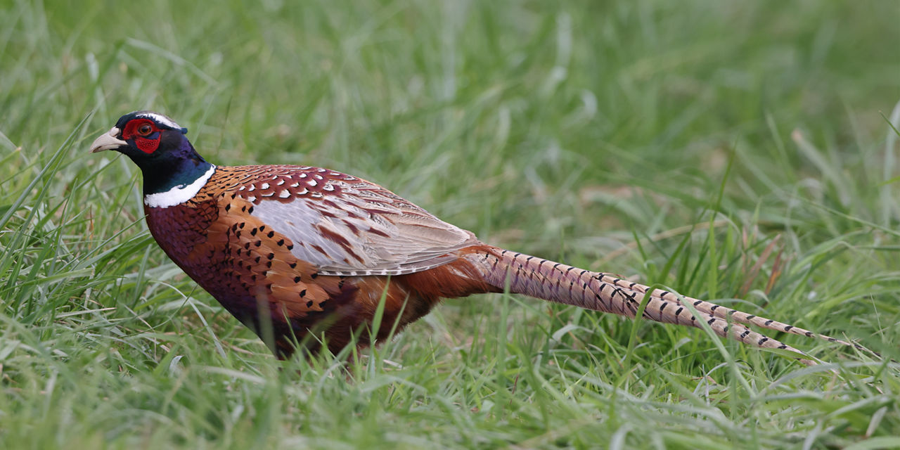 ring-necked pheasant