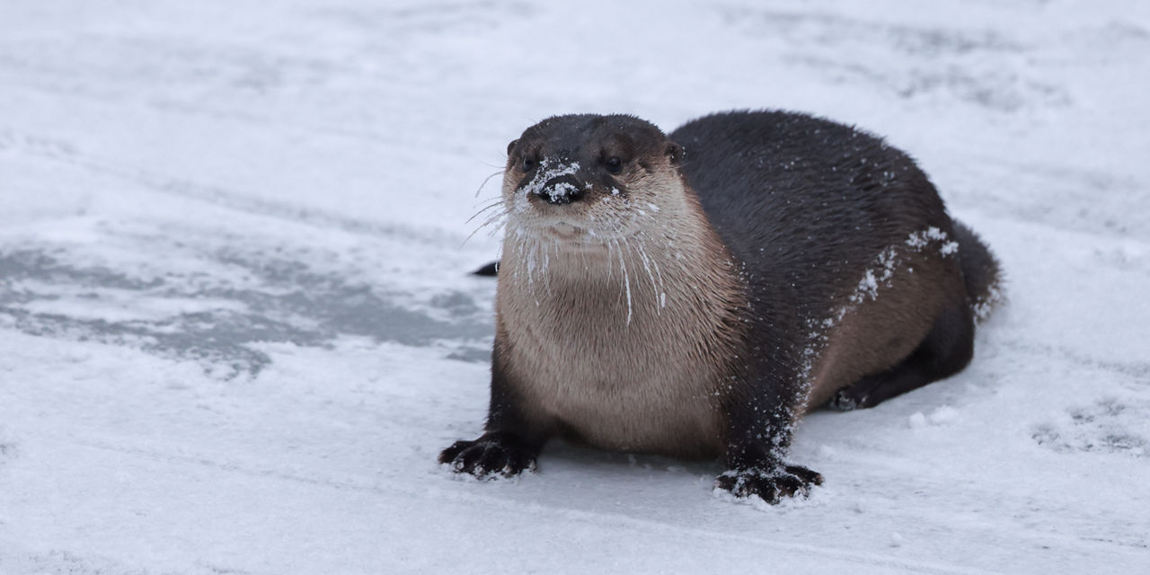 river otter