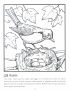 American robin