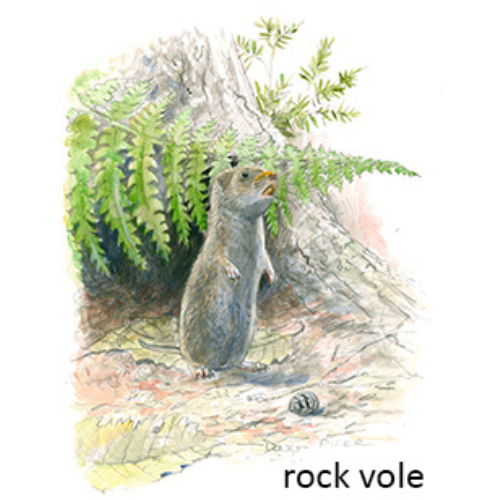 Rock vole