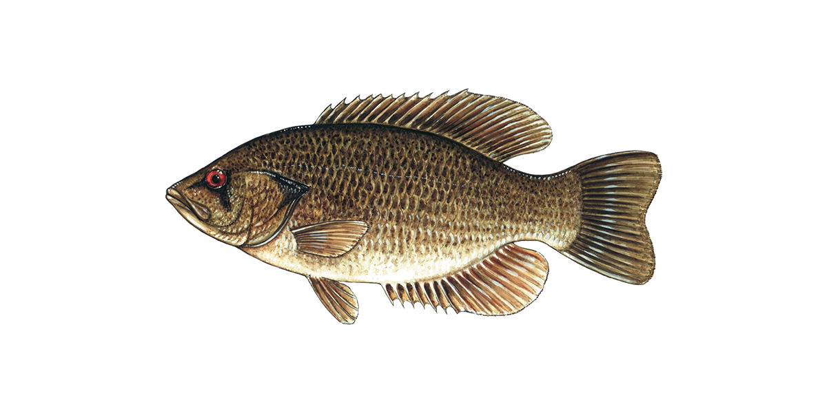 Illustration of a Rock Bass