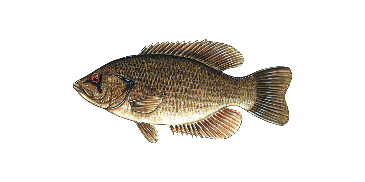 Illustration of a Rock Bass