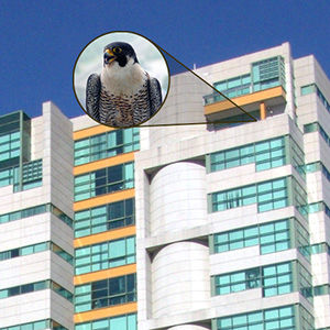 Falcon nest location on Rachel Carson Building