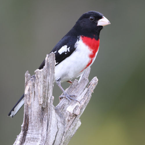 Grosbeak