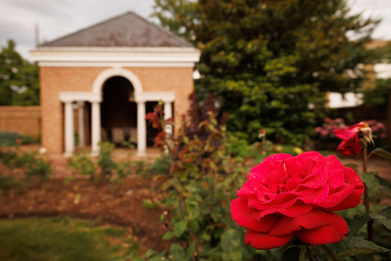 Red rose in garden with brick pavilion