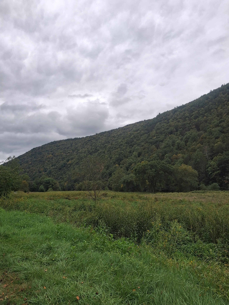 Wide view of a grassy meadow bordered by dense shrubs and trees, with a forested hillside rising in the background; the sky is overcast with thick, gray clouds.