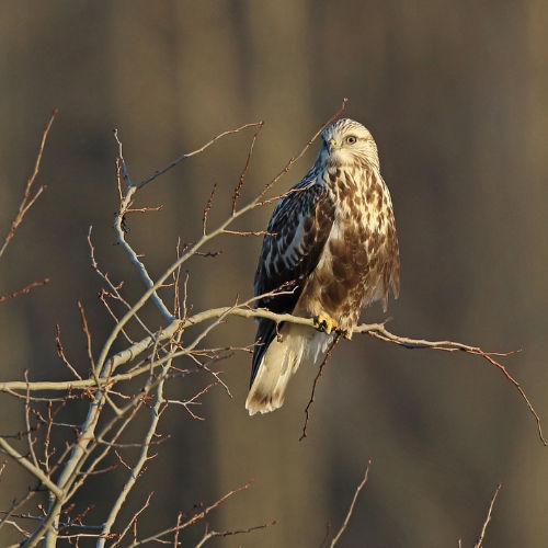 Northern Harrier