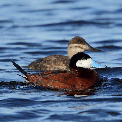 Ruddy Duck