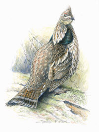 Grouse