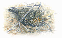 Ruffed Grouse Hen