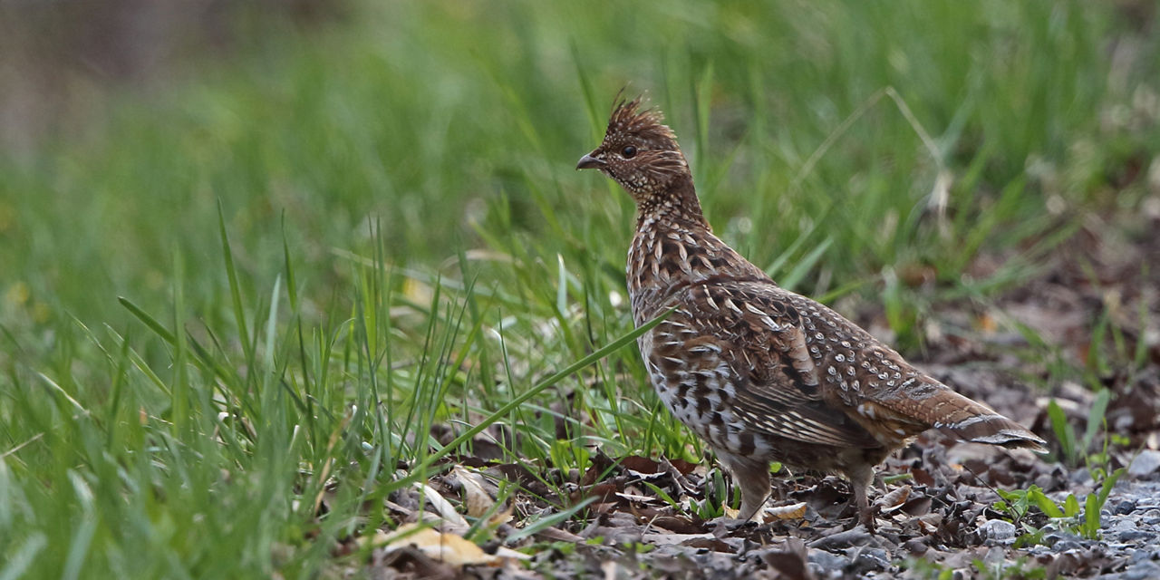 grouse