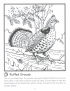 Ruffed grouse