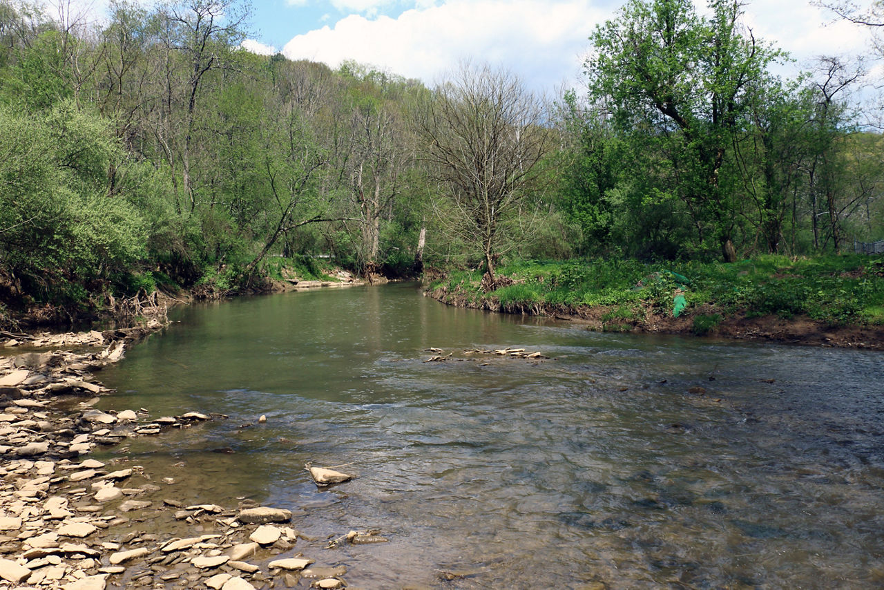 A creek flowing through a forest