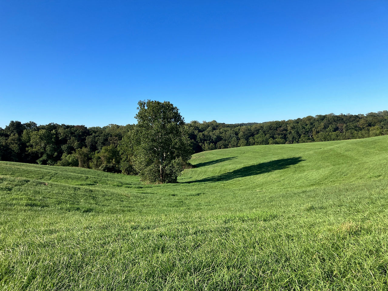 Rolling green hills with blue sky and trees visible in the background.
