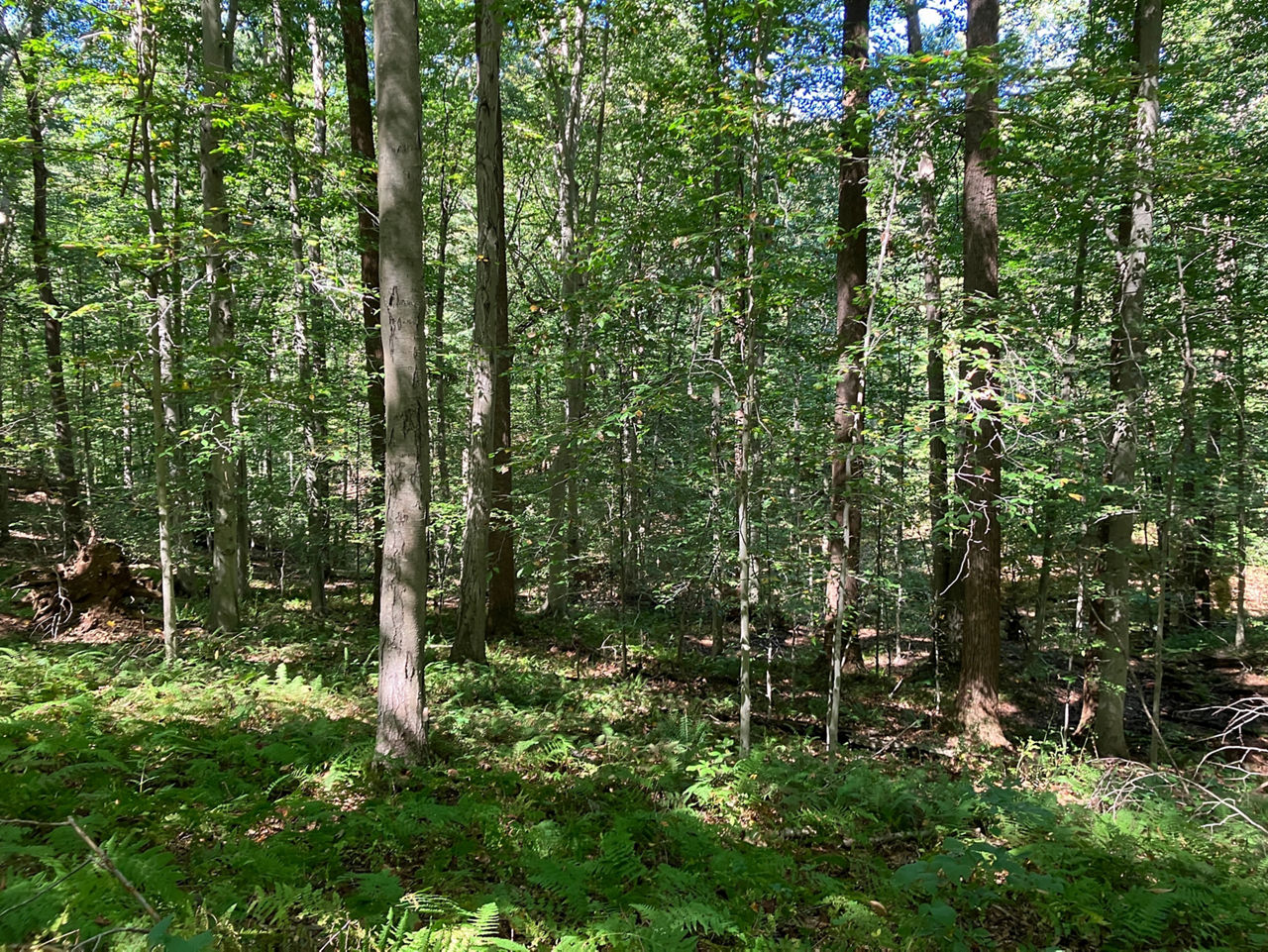 A wooded area with green ferns growing and a blue sky.