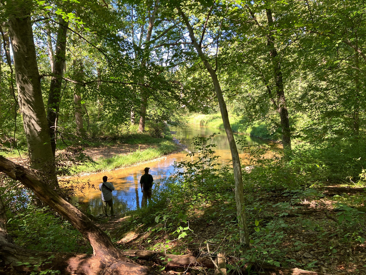 A wooded area with green ferns growing and a blue sky and a creek running through with 2 people watching it flow.